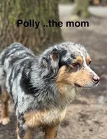 Nora, a female Australian Shepherd for sale in Dalton, OH – Photo 5 of 5