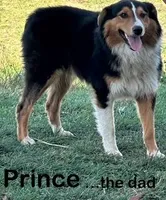 Nora, a female Australian Shepherd for sale in Dalton, OH – Photo 4 of 5