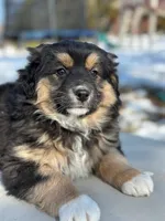 Nora, a female Australian Shepherd for sale in Dalton, OH – Photo 3 of 5