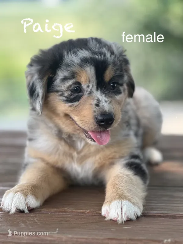 Paige – Australian Shepherd puppy for sale in Dalton, OH
