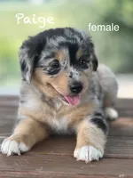 Paige, a female Australian Shepherd for sale in Dalton, OH – 1 of 4
