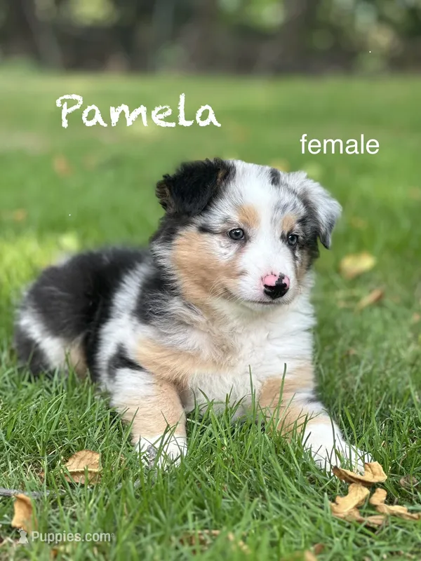 Pamela – Australian Shepherd puppy for sale in Dalton, OH