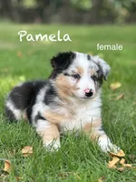 Pamela, a female Australian Shepherd for sale in Dalton, OH – 1 of 4
