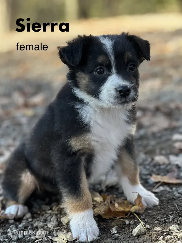 Sierra, a female Australian Shepherd for sale in Dalton, OH – 1 of 4