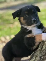 Dakota, a male Australian Shepherd for sale in Dalton, OH – 3 of 4