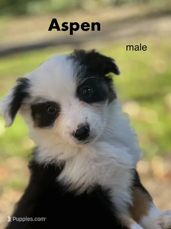 Aspen, a male Australian Shepherd for sale in Dalton, OH – 1 of 4