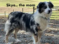 Aspen, a male Australian Shepherd for sale in Dalton, OH – 4 of 4