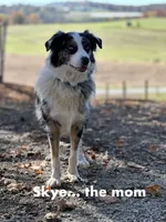 Patch, a male Australian Shepherd for sale in Dalton, OH – 6 of 6