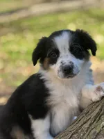 Ranger, a male Australian Shepherd for sale in Dalton, OH – 3 of 4