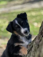 Oakley, a female Australian Shepherd for sale in Dalton, OH – 3 of 4
