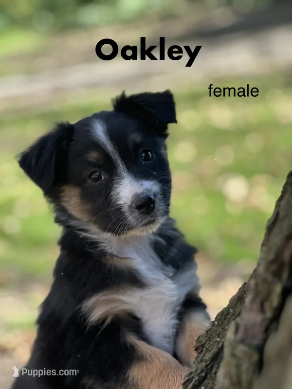 Oakley, a female Australian Shepherd for sale in Dalton, OH – 1 of 4