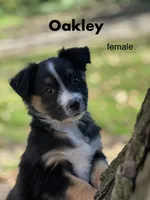 Oakley, a female Australian Shepherd for sale in Dalton, OH – 1 of 4
