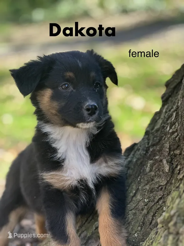 Dakota – Australian Shepherd puppy for sale in Dalton, OH