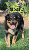 Paige, a female Australian Shepherd for sale in Dalton, OH – 3 of 4