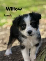 Willow , a female Australian Shepherd for sale in Dalton, OH – 1 of 3