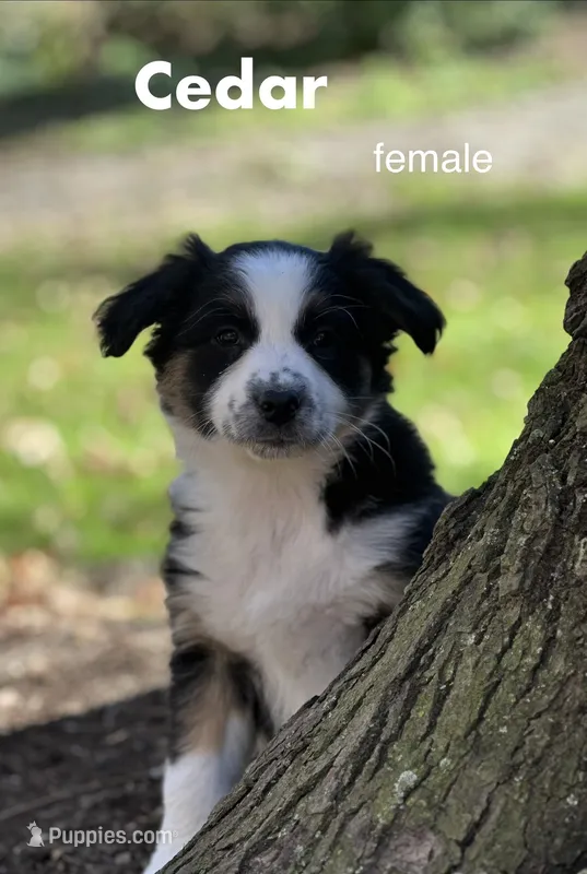 Cedar, a female Australian Shepherd for sale in Dalton, OH – 1 of 4