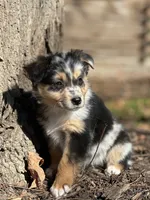 River, a female Australian Shepherd for sale in Dalton, OH – 6 of 6