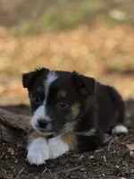 Sierra, a female Australian Shepherd for sale in Dalton, OH – 3 of 4