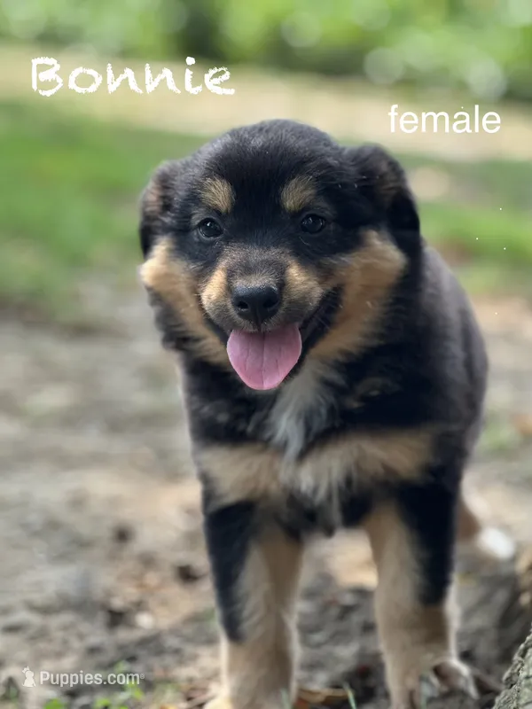 Bonnie – Australian Shepherd puppy for sale in Dalton, OH