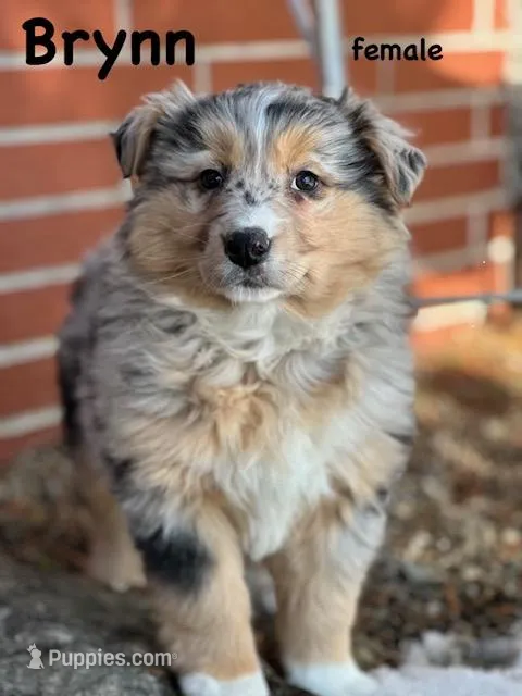 Brynn, a female Australian Shepherd for sale in Dalton, OH – Photo 1 of 5