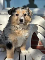 Brynn, a female Australian Shepherd for sale in Dalton, OH – Photo 3 of 5