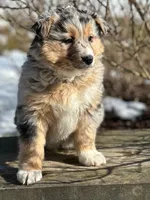 Brynn, a female Australian Shepherd for sale in Dalton, OH – Photo 2 of 5