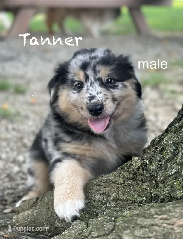 Tanner – Australian Shepherd puppy for sale in Dalton, OH