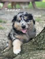 Tanner, a male Australian Shepherd for sale in Dalton, OH – 1 of 4