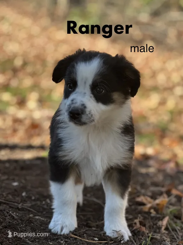 Ranger, a male Australian Shepherd for sale in Dalton, OH – 1 of 4