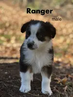 Ranger, a male Australian Shepherd for sale in Dalton, OH – 1 of 4