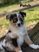 Patch, a male Australian Shepherd for sale in Dalton, OH – 2 of 6