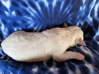 AKC Blue Boy, a male Labrador Retriever for sale in Calhan, CO – Photo 2 of 5