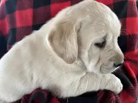 AKC Red Boy, Ready 4/28, a male Labrador Retriever for sale in Calhan, CO – Photo 3 of 8