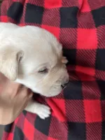 AKC Red Boy, a male Labrador Retriever for sale in Calhan, CO – Photo 2 of 7