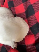 AKC Red Boy, a male Labrador Retriever for sale in Calhan, CO – Photo 5 of 7