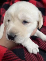AKC Red Boy, a male Labrador Retriever for sale in Calhan, CO – Photo 4 of 7