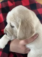 AKC Red Boy, Ready 4/28, a male Labrador Retriever for sale in Calhan, CO – Photo 2 of 8