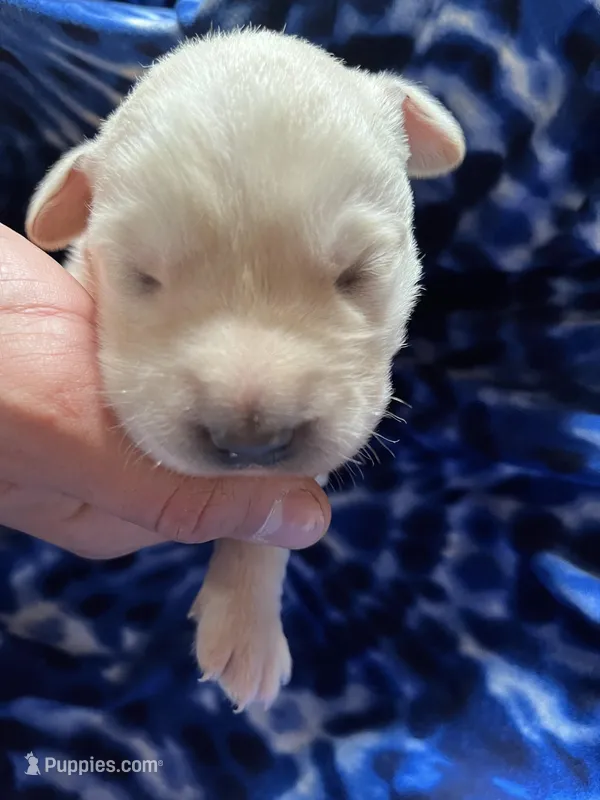 AKC Blue Boy – Labrador Retriever puppy for sale in Calhan, CO