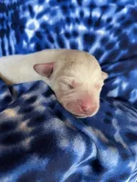 AKC Blue Boy, a male Labrador Retriever for sale in Calhan, CO – Photo 1 of 5