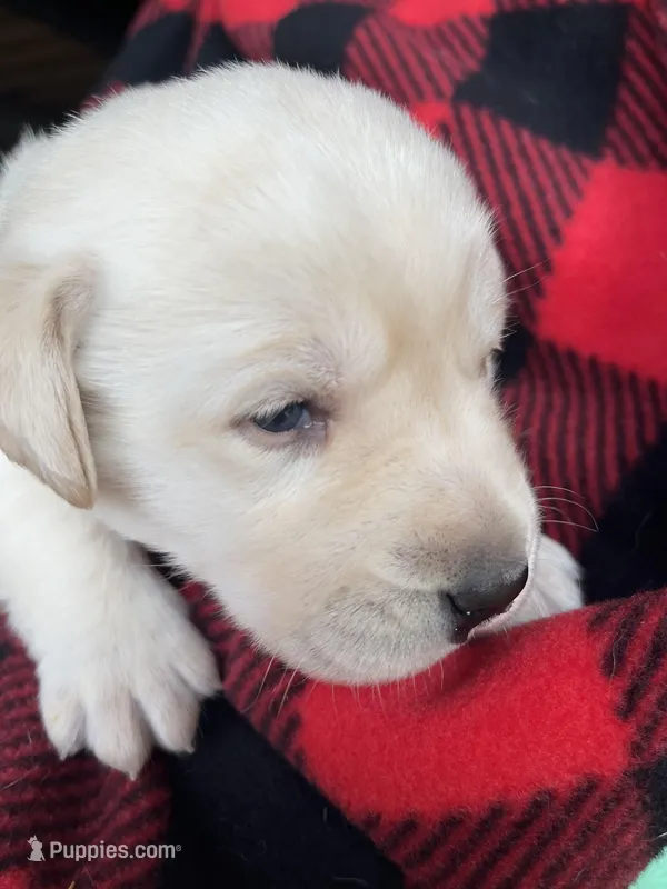 AKC Red Boy – Labrador Retriever puppy for sale in Calhan, CO