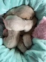 AKC Blue Boy, a male Labrador Retriever for sale in Calhan, CO – Photo 3 of 5