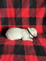 AKC Black Boy, a male Labrador Retriever for sale in Calhan, CO – Photo 5 of 8