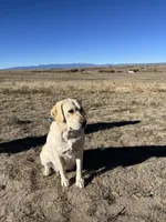 AKC Black Boy, a male Labrador Retriever for sale in Calhan, CO – Photo 8 of 8
