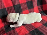 AKC Black Boy, a male Labrador Retriever for sale in Calhan, CO – Photo 1 of 8