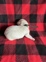 AKC Black Boy, a male Labrador Retriever for sale in Calhan, CO – Photo 4 of 8