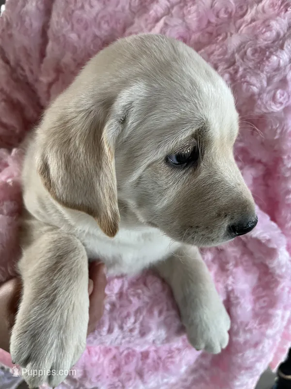 AKC Spring Girl🌺, Ready 5/27 – Labrador Retriever puppy for sale in Calhan, CO