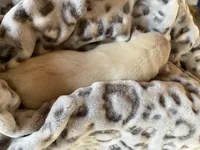 AKC Grey Boy, a male Labrador Retriever for sale in Calhan, CO – Photo 2 of 6