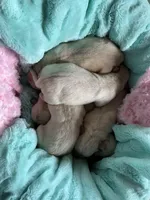 AKC Grey Boy, a male Labrador Retriever for sale in Calhan, CO – Photo 4 of 6