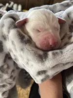 AKC Grey Boy, a male Labrador Retriever for sale in Calhan, CO – Photo 1 of 6