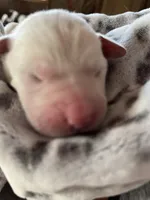 AKC Grey Boy, a male Labrador Retriever for sale in Calhan, CO – Photo 3 of 6